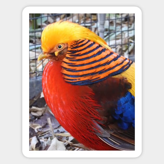 Golden Pheasant Sticker by kirstybush